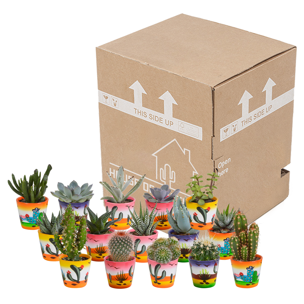 Detailfoto van Cactus en vetplanten mix | 15 stuks - in Mexicaanse pot