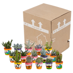 Detailfoto van Cactus en vetplanten mix | 15 stuks - in Mexicaanse pot