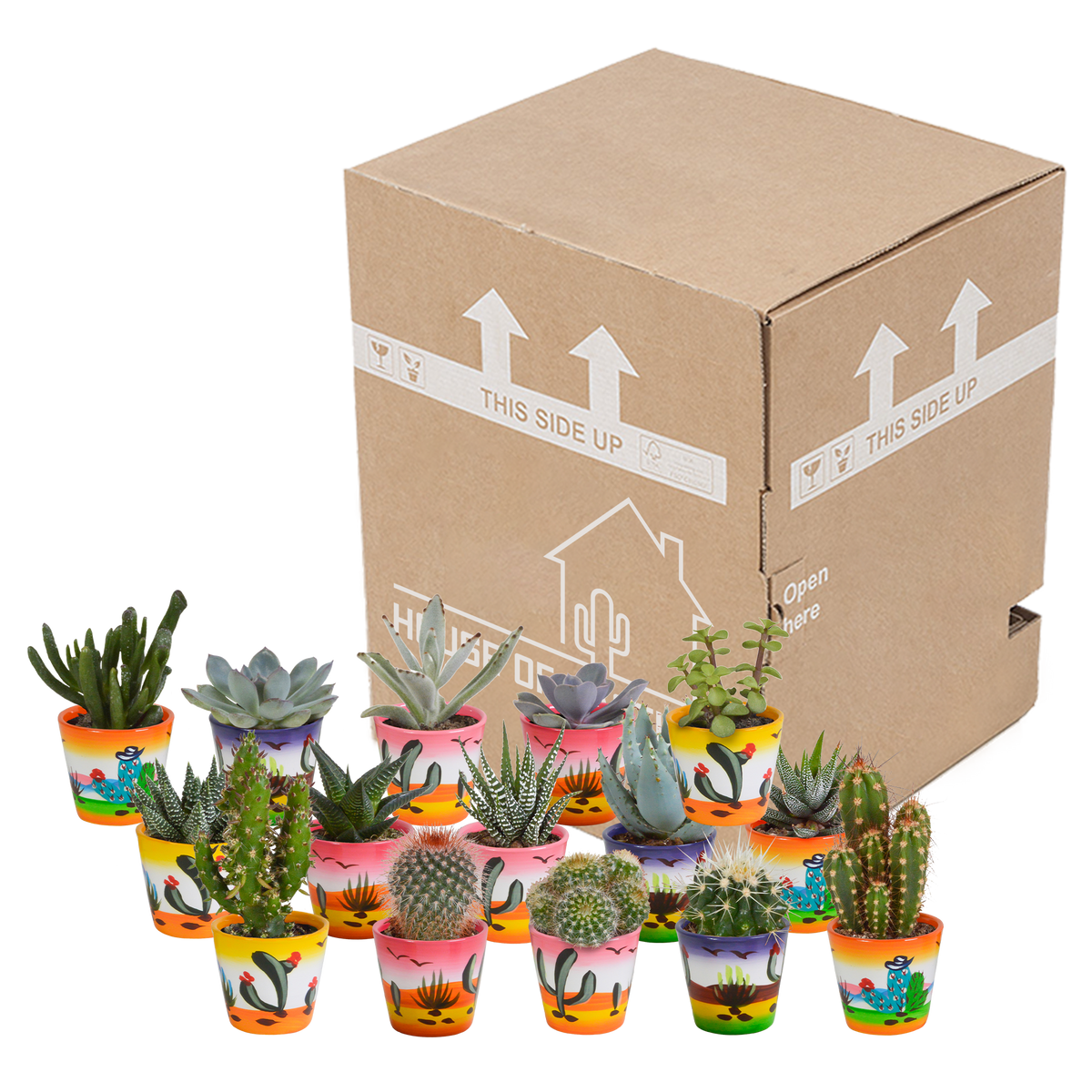 Detailfoto van Cactus en vetplanten mix | 15 stuks - in Mexicaanse pot