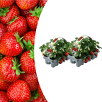 Aardbeien Fragaria, biologisch, sterke plant