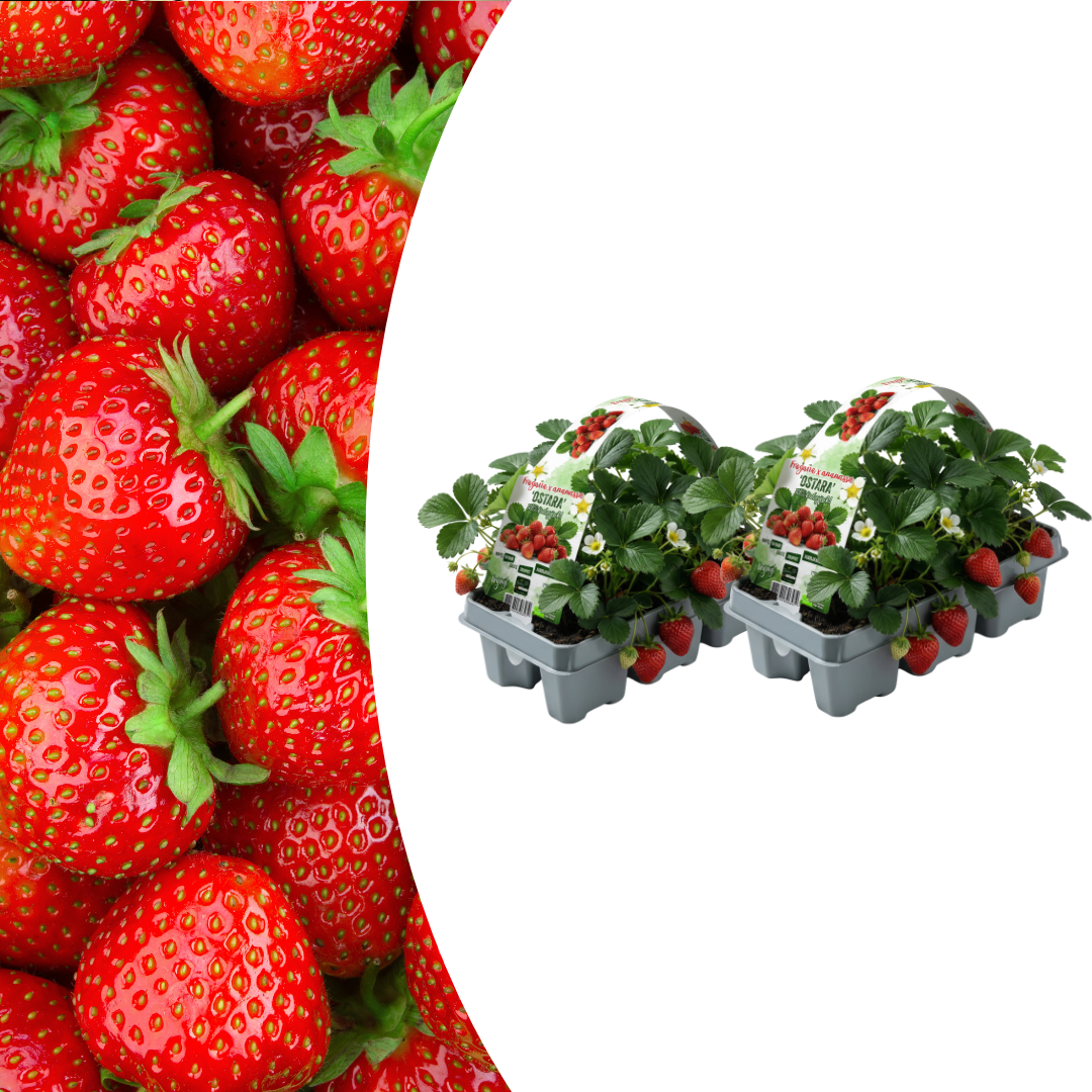 Aardbeien Fragaria, biologisch, sterke plant