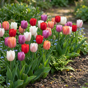 Tulp &