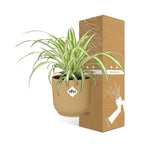 Detailfoto van Chlorophytum Comosum Variegatum in ELHO Vibes Fold 14cm geel