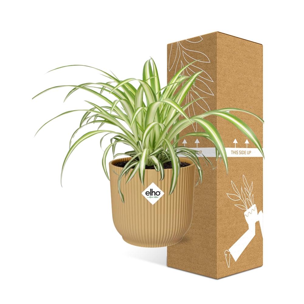 Detailfoto van Chlorophytum Comosum Variegatum in ELHO Vibes Fold 14cm geel