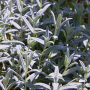 Cerastium tomentosum
