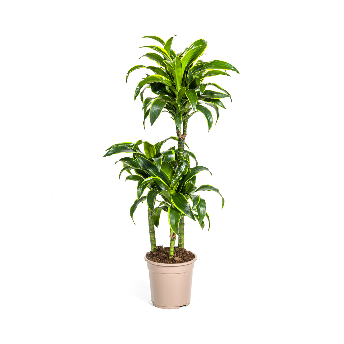 Dracaena Deremensis Dorado, plant in pot