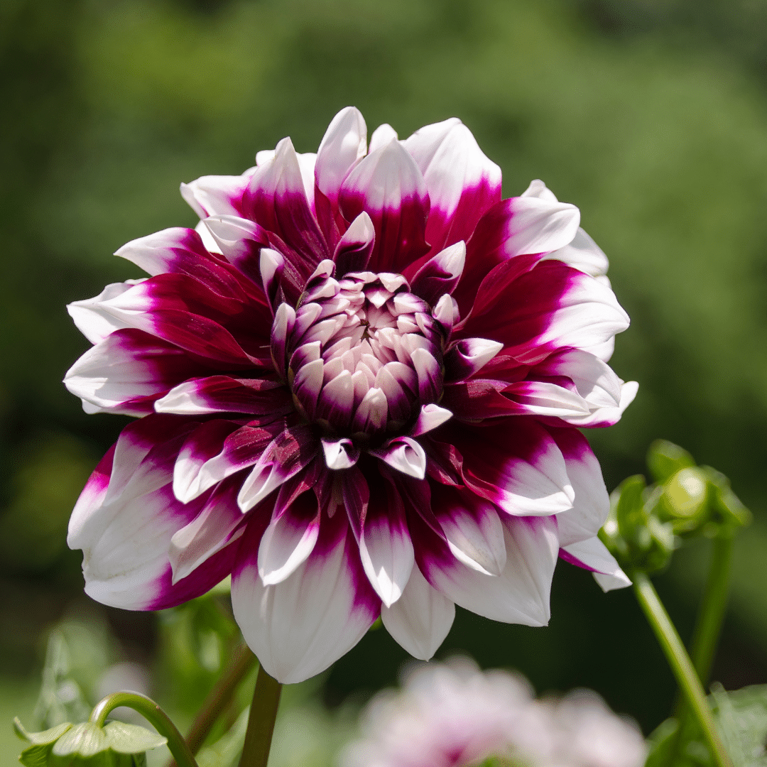 Dahlia 'Mystery Day', grootbloemig