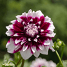 Dahlia 'Mystery Day', grootbloemig, 12 knollen voor 2 m²