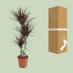 Dracaena Magenta, kenmerkend blad
