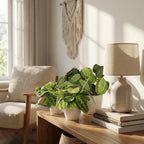 Maranta Silverband, Lemon Lime, Kerchoveana, met witte pot, detail van het blad