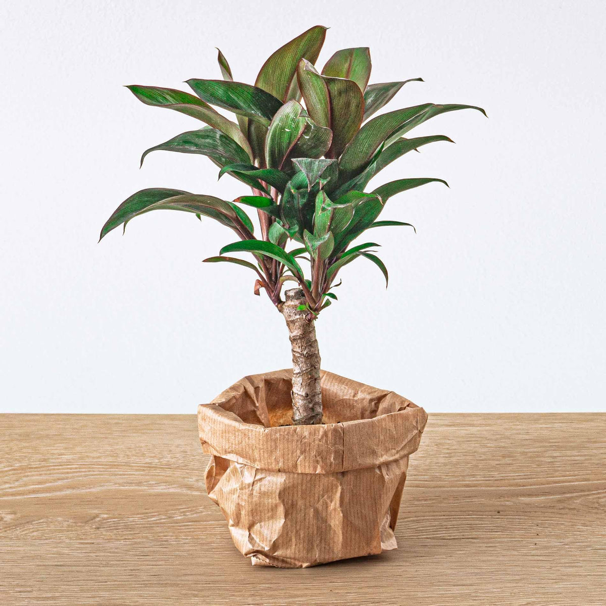 Productafbeelding van Pureplant
