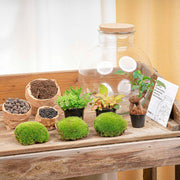 DIY Planten terrarium met licht - Bolder Bob Bonsai