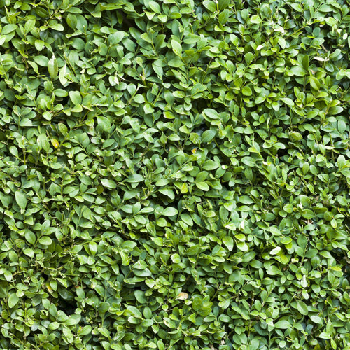 Buxus sempervirens, detail van het blad