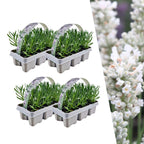 Lavendel angustifolia white, plant in pot