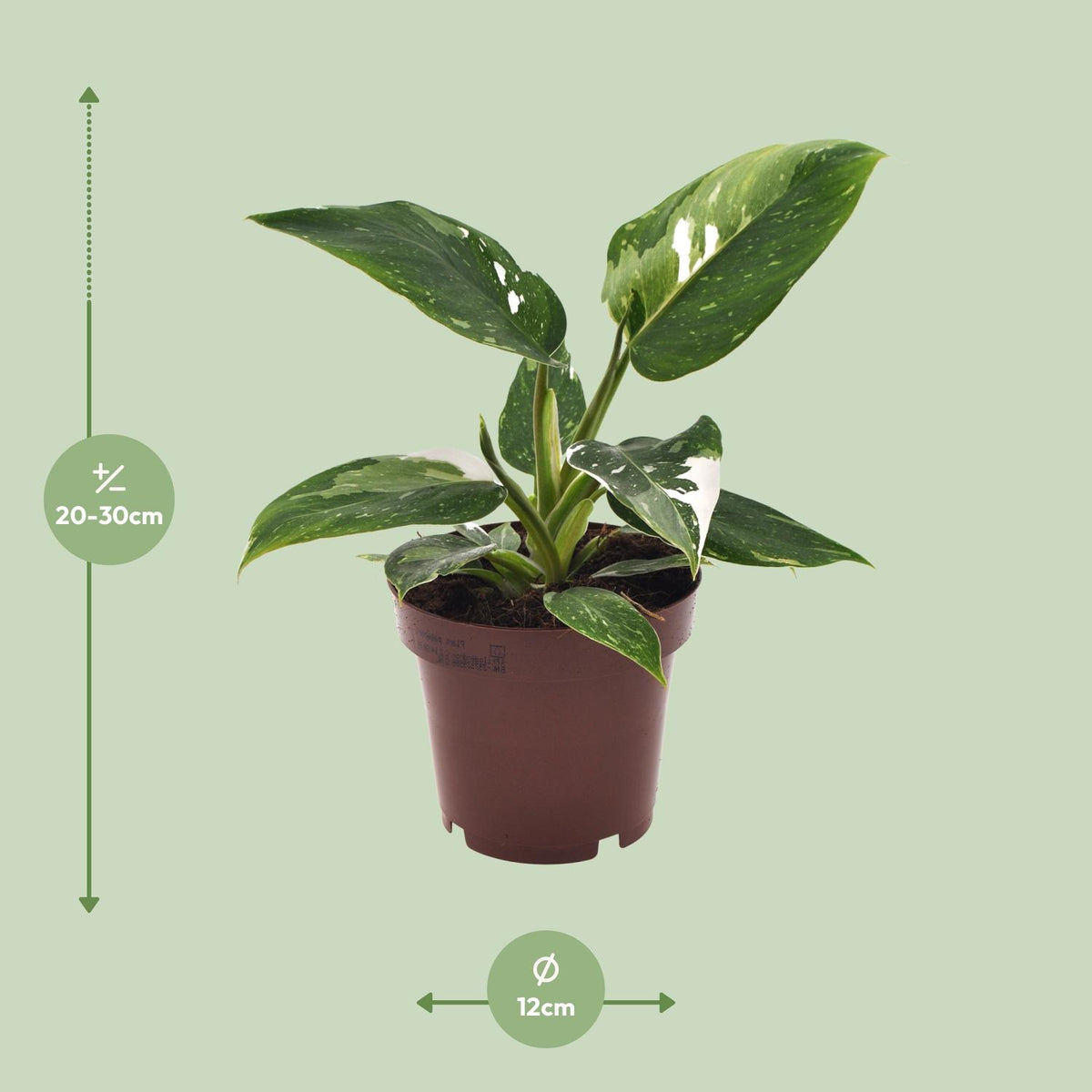 Detailfoto van Philodendron White Princess