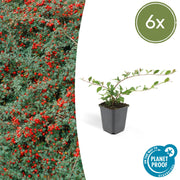 Cotoneaster dam. &