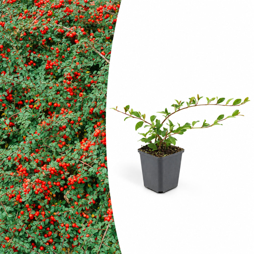 Cotoneaster dam. 'Major', plant in pot
