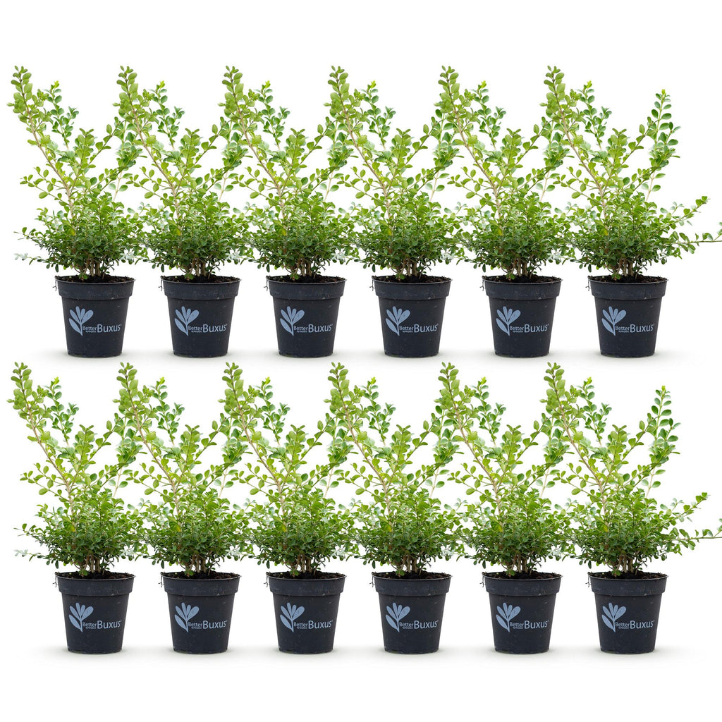 BetterBuxus Babylon Beauty, tegen buxusschimmel, plant in pot