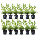 BetterBuxus Babylon Beauty, tegen buxusschimmel, plant in pot