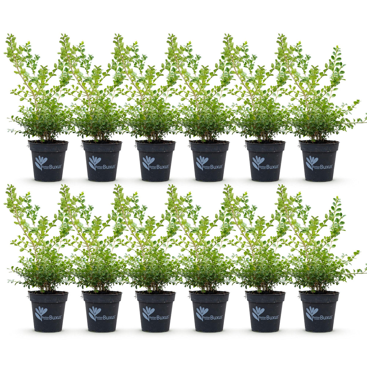 BetterBuxus Babylon Beauty, tegen buxusschimmel, plant in pot