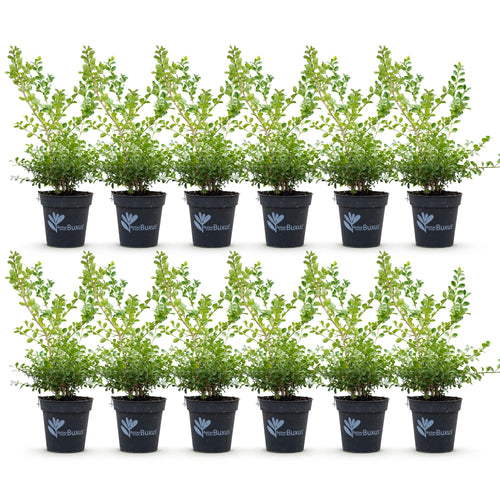 BetterBuxus Babylon Beauty, tegen buxusschimmel, plant in pot
