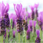 Productafbeelding van Pureplant