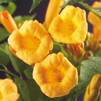 Campsis radicans Flave, groene bladeren