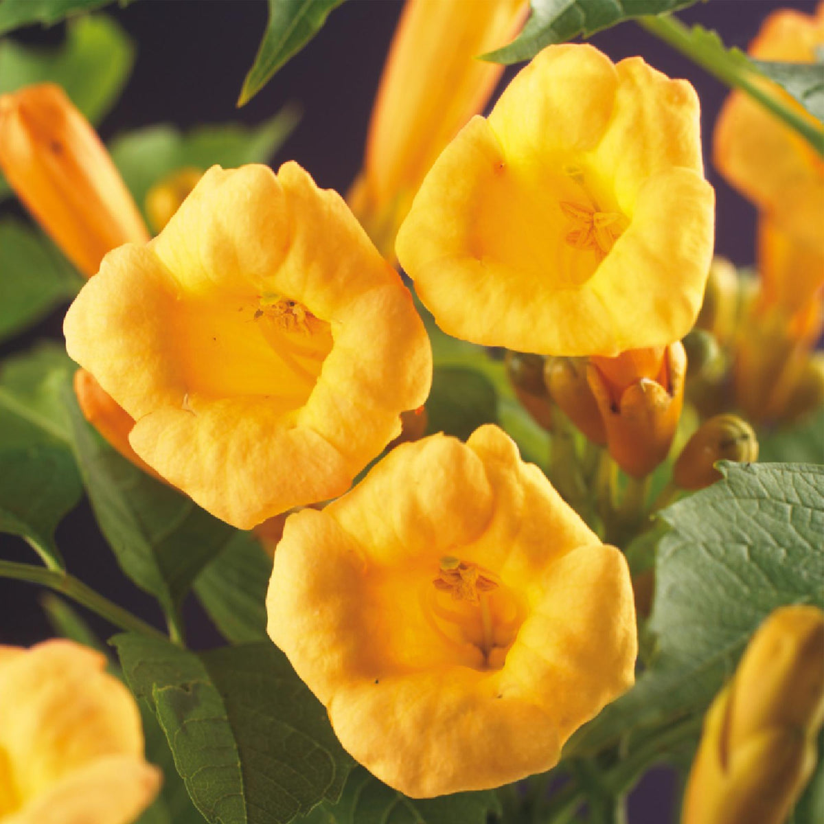 Campsis radicans Flave, groene bladeren