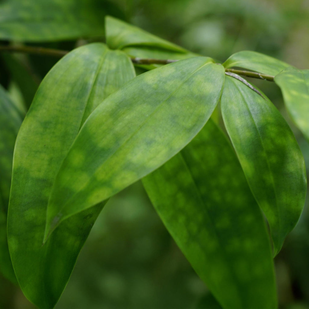 Dracaena surculosa, 60-70 cm hoog, plant in kweekpot
