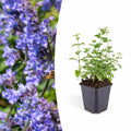 Nepeta 'Six Hills Giant', plant in pot