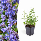 Nepeta 'Six Hills Giant', plant in pot