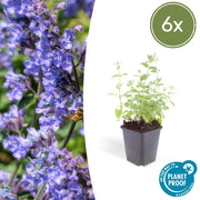 Nepeta &