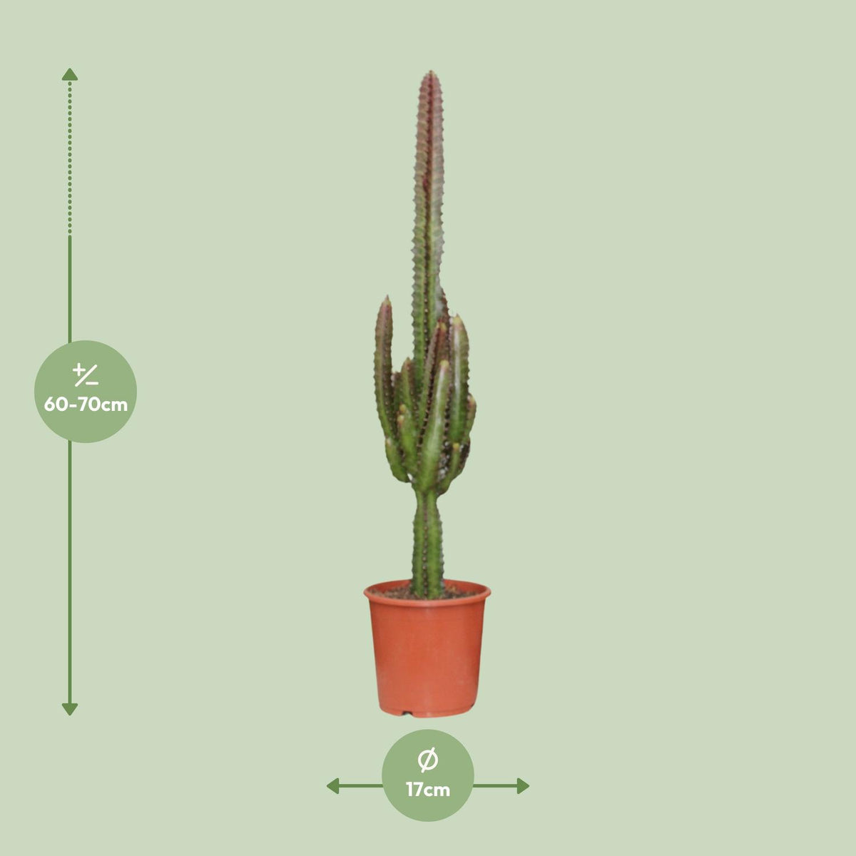 Euphorbia Trigona Rubra, detail van het blad