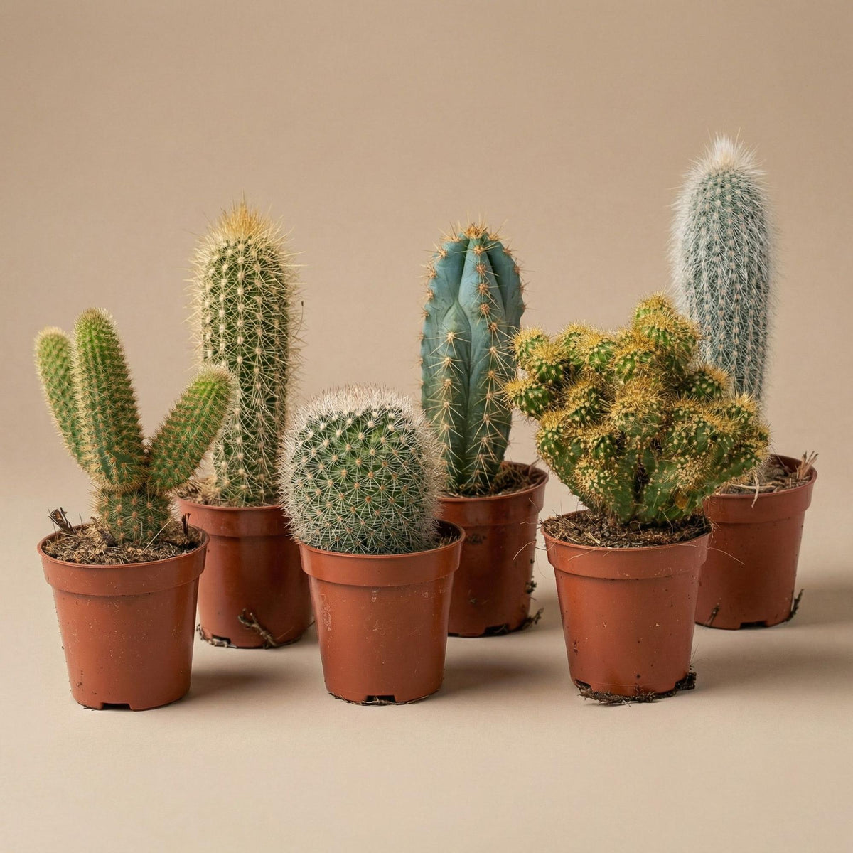 Cactus Set van 6 in Keramische Mini Potjes San Juan, detail van het blad