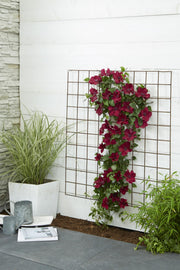 Clematis Nubia - Clematis Evison Rood