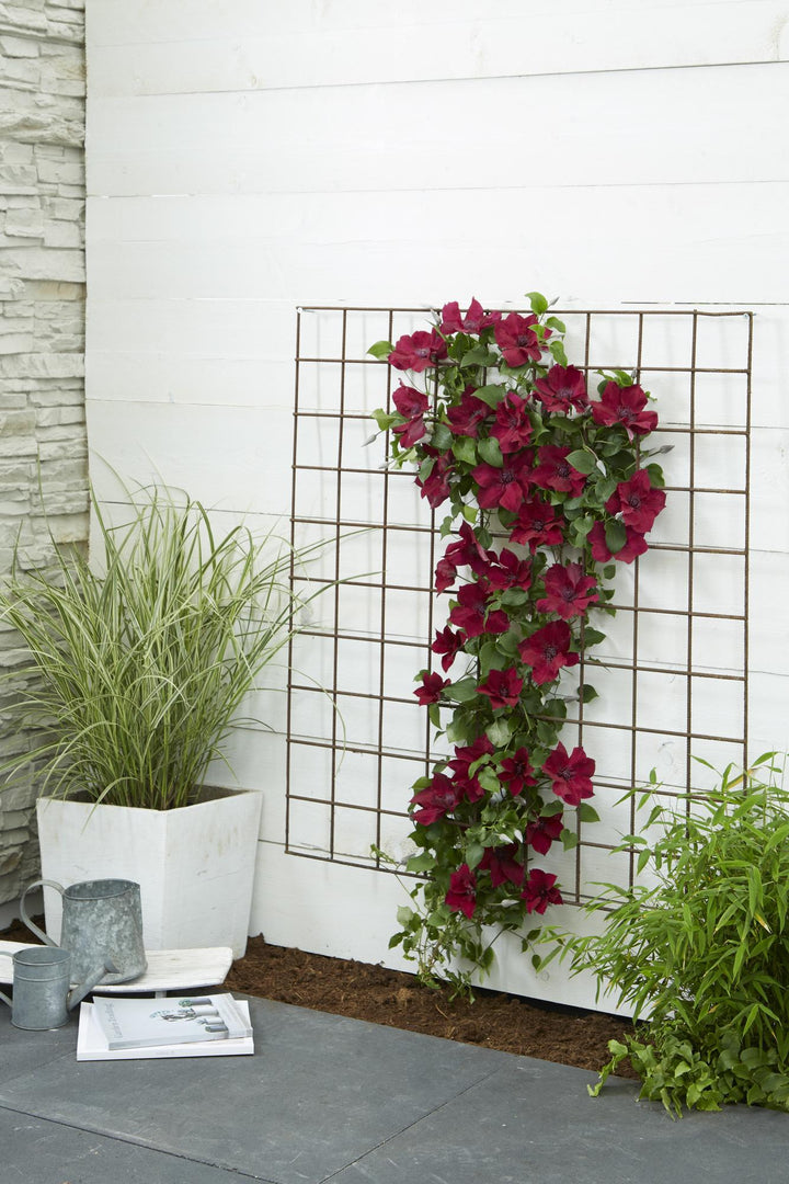 Clematis Nubia - Clematis Evison Rood