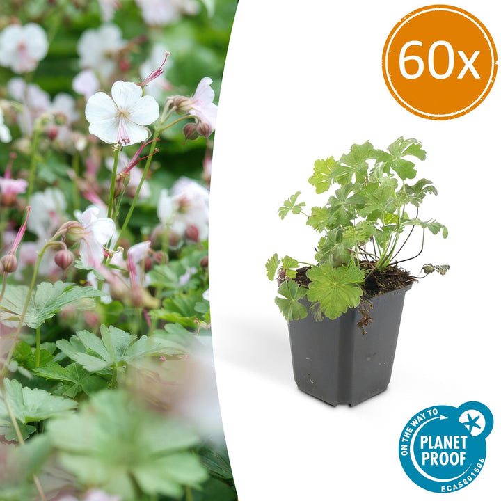 60x Geranium cant. &