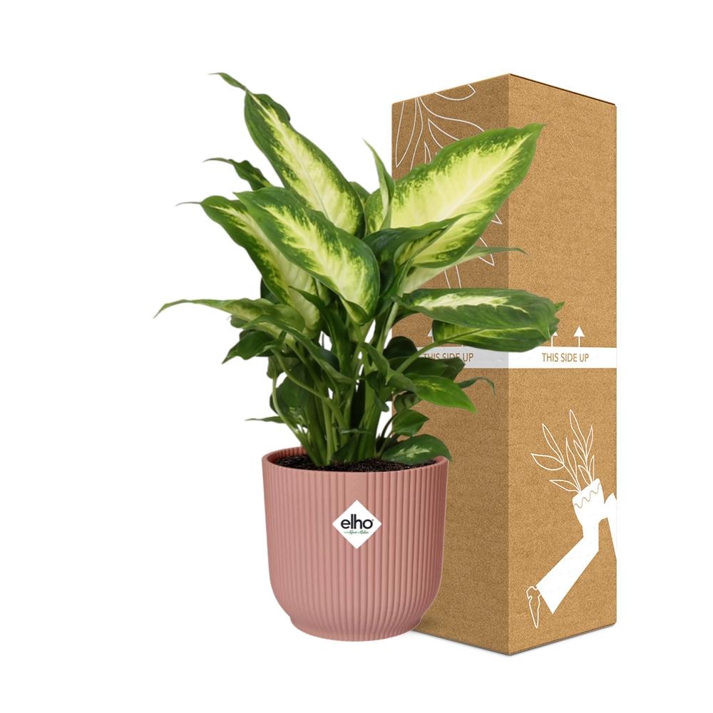 Detailfoto van Dieffenbachia ‘Camilla’ in ELHO Vibes Fold 14cm roze