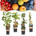 Kleinfruit-mix Rainbow, plant in pot