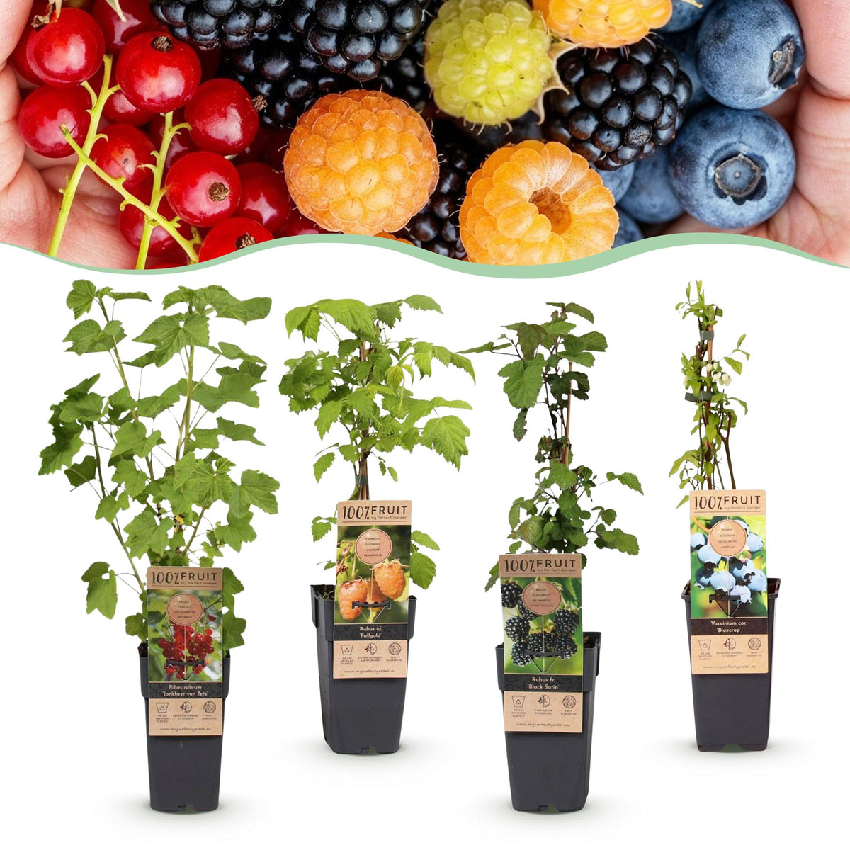Kleinfruit-mix Rainbow, plant in pot