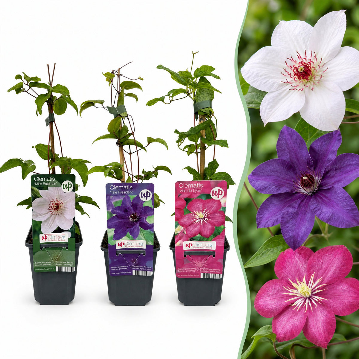 Clematis tricolour mix, driekleurige bosrank, plant in pot