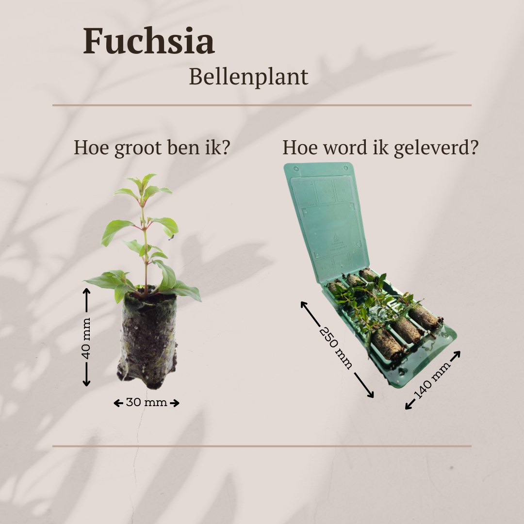 Fuchsia – 6 Pluggen | Kweek & Geniet van een Kleurrijke Tuin, kenmerkend blad