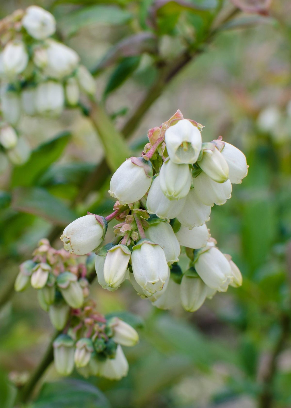 Detailfoto van Vaccinium corymbosum 'Reka' - Blauwe bes