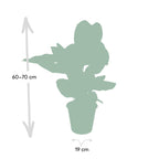Calathea ornata, kamerplant met gestreept blad, 75 cm hoog, groene bladeren