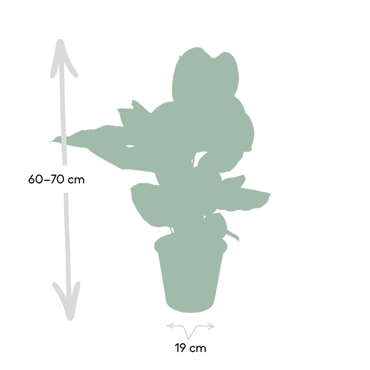 Calathea ornata, kamerplant met gestreept blad, 75 cm hoog, groene bladeren