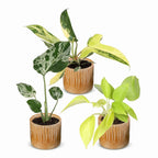 Baby Tropical Mix met drie groene kamerplanten