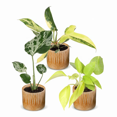 Baby Tropical Mix met drie groene kamerplanten
