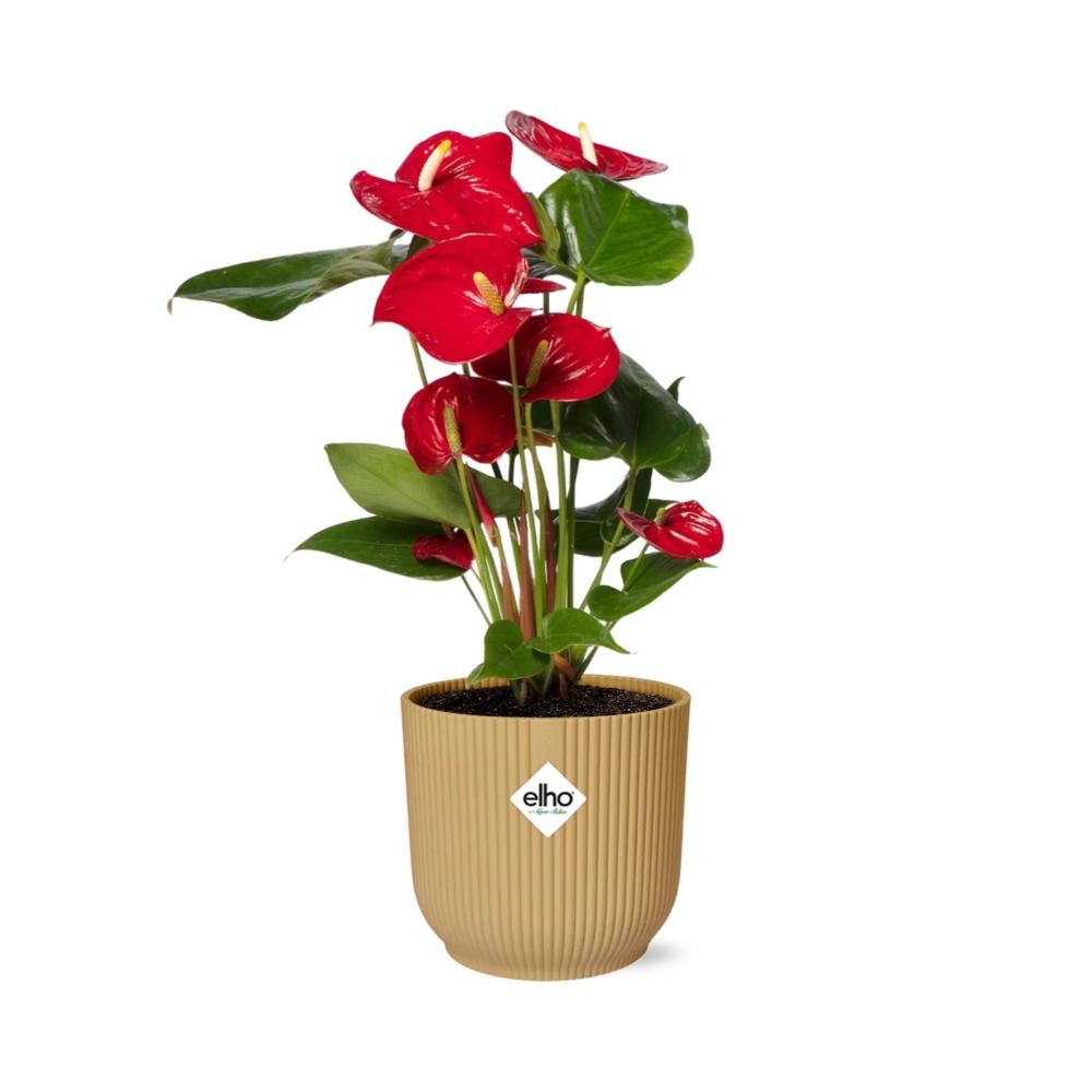 Detailfoto van Anthurium Red 12cm in ELHO Vibes Fold 14cm geel