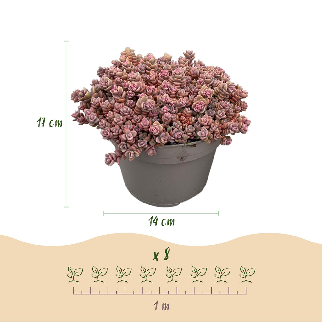 Rotsplanten mix - 8 stuks, groene bladeren