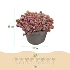 Rotsplanten mix - 8 stuks, groene bladeren